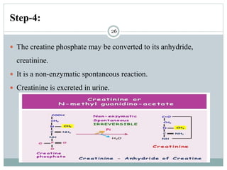 Glycine metabolism and specialised products of amino acids | PPTX