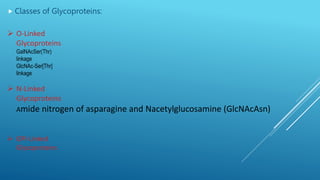 Classes of Glycoproteins:
 O-Linked
Glycoproteins
GalNAcSer(Thr)
linkage
GlcNAc-Ser[Thr]
linkage
 N-Linked
Glycoproteins
Amide nitrogen of asparagine and Nacetylglucosamine (GlcNAcAsn)
 GPI-Linked
Glycoproteins
 