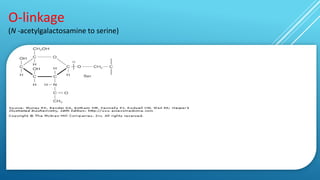 O-linkage
(N -acetylgalactosamine to serine)
 