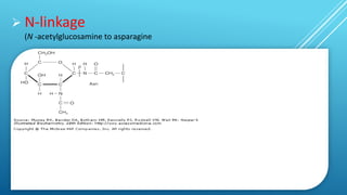  N-linkage
(N -acetylglucosamine to asparagine
 