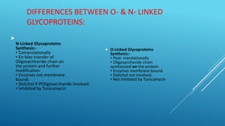 DIFFERENCES BETWEEN O- & N- LINKED
GLYCOPROTEINS:

N-Linked Glycoproteins
Synthesis:-
• Cotranslationally
• En-bloc transfer of
Oligosachharide chain on
the protein and further
modification.
• Enzymes not membrane
bound.
• Dolichol P-POligosaccharide involved.
• Inhibited by Tunicamycin
 O-Linked Glycoproteins
Synthesis:-
• Post- translationally
• Oligosaccharide chain
synthesized on the protein.
• Enzymes membrane bound.
• Dolichol not involved.
• Not inhibited by Tunicamycin
 