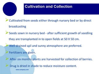 www.company.com
Cultivation and Collection
Cultivated from seeds either through nursery bed or by direct
broadcasting
Seeds sown in nursery bed - after sufficient growth of seedling
they are transplanted in to open fields at 50 X 50 cm.
Well drained soil and sunny atmosphere are preferred.
Fertilizers are given.
 After six months plants are harvested for collection of berries.
 Drug is dried in shade to reduce moisture content.
 