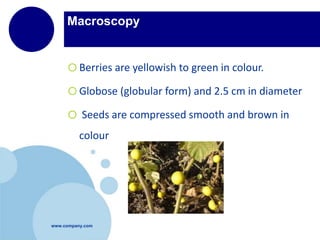 www.company.com
Macroscopy
oBerries are yellowish to green in colour.
oGlobose (globular form) and 2.5 cm in diameter
o Seeds are compressed smooth and brown in
colour
 