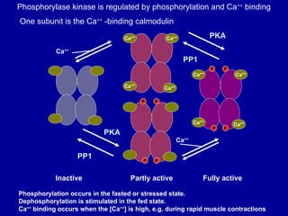 GLYCOGEN biochemistry first year mbbs .ppt