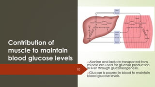 Contribution of
muscle to maintain
blood glucose levels oAlanine and lactate transported from
muscle are used for glucose production
in liver through gluconeogenesis.
oGlucose is poured in blood to maintain
blood glucose levels.
10
 