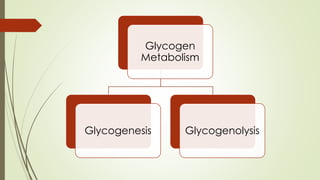 Glycogen
Metabolism
Glycogenesis Glycogenolysis
 