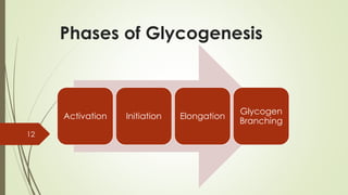 Phases of Glycogenesis
12
Activation Initiation Elongation
Glycogen
Branching
 