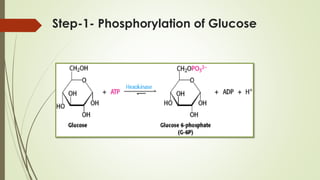 Step-1- Phosphorylation of Glucose
 