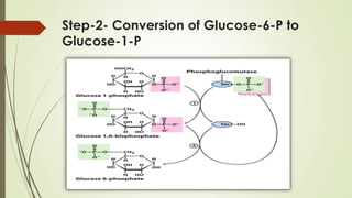 Step-2- Conversion of Glucose-6-P to
Glucose-1-P
 