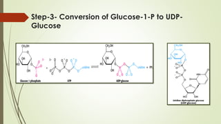 Step-3- Conversion of Glucose-1-P to UDP-
Glucose
 