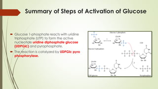 Summary of Steps of Activation of Glucose
 Glucose 1-phosphate reacts with uridine
triphosphate (UTP) to form the active
nucleotide uridine diphosphate glucose
(UDPGlc) and pyrophosphate.
 The reaction is catalyzed by UDPGlc pyro
phosphorylase.
 