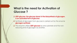 What is the need for Activation of
Glucose ?
❑ UDP-glucose, the glucose donor in the biosynthesis of glycogen,
is an activated form of glucose.
❑ Synthesis of glycogen from glucose is carried out by the enzyme
glycogen synthase.
❑ This enzyme utilizes UDP-glucose as one substrate and the non-
reducing end of glycogen as another.
 
