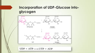 Incorporation of UDP-Glucose into-
glycogen
 