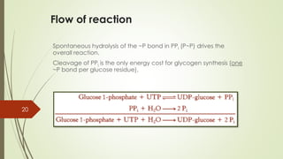 Flow of reaction
Spontaneous hydrolysis of the ~P bond in PPi (P~P) drives the
overall reaction.
Cleavage of PPi is the only energy cost for glycogen synthesis (one
~P bond per glucose residue).
20
 