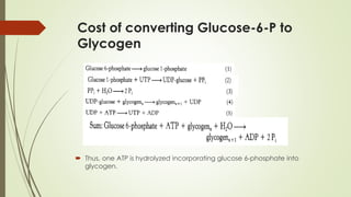 Cost of converting Glucose-6-P to
Glycogen
 Thus, one ATP is hydrolyzed incorporating glucose 6-phosphate into
glycogen.
 