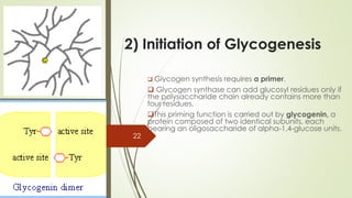 2) Initiation of Glycogenesis
❑ Glycogen synthesis requires a primer.
❑ Glycogen synthase can add glucosyl residues only if
the polysaccharide chain already contains more than
four residues.
❑This priming function is carried out by glycogenin, a
protein composed of two identical subunits, each
bearing an oligosaccharide of alpha-1,4-glucose units.
22
 