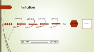Initiation
OH
UDP UDP UDP UDP
UDP-Glc
UDP-Glc UDP-Glc
UDP-Glc
Glycogenin
Tyrosine
UDP +ATP UTP+ADP
 