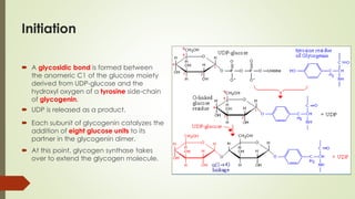 Initiation
 A glycosidic bond is formed between
the anomeric C1 of the glucose moiety
derived from UDP-glucose and the
hydroxyl oxygen of a tyrosine side-chain
of glycogenin.
 UDP is released as a product.
 Each subunit of glycogenin catalyzes the
addition of eight glucose units to its
partner in the glycogenin dimer.
 At this point, glycogen synthase takes
over to extend the glycogen molecule.
 
