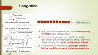 Elongation
Glycogenin
❑ New glucosyl units are added to the nonreducing
terminal residues of glycogen.
❑ The activated glucosyl unit of UDP glucose is
transferred to the hydroxyl group at a C-4 terminus
of glycogen to form an α-1,4-glycosidic linkage.
❑ This reaction is catalyzed by glycogen synthase,
the key regulatory enzyme in glycogen synthesis.
 