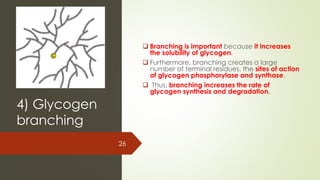 4) Glycogen
branching
❑ Branching is important because it increases
the solubility of glycogen.
❑ Furthermore, branching creates a large
number of terminal residues, the sites of action
of glycogen phosphorylase and synthase.
❑ Thus, branching increases the rate of
glycogen synthesis and degradation.
26
 