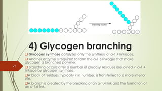 4) Glycogen branching
❑ Glycogen synthase catalyzes only the synthesis of α-1,4 linkages.
❑ Another enzyme is required to form the α-1,6 linkages that make
glycogen a branched polymer.
❑ Branching occurs after a number of glucosyl residues are joined in α-1,4
linkage by glycogen synthase.
❑A block of residues, typically 7 in number, is transferred to a more interior
site.
❑A branch is created by the breaking of an α-1,4 link and the formation of
an α-1,6 link.
27
 
