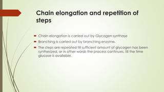 Chain elongation and repetition of
steps
 Chain elongation is carried out by Glycogen synthase
 Branching is carried out by branching enzyme.
 The steps are repeated till sufficient amount of glycogen has been
synthesized, or in other words the process continues, till the time
glucose is available.
 