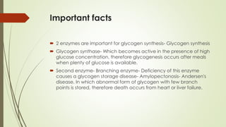 Important facts
 2 enzymes are important for glycogen synthesis- Glycogen synthesis
 Glycogen synthase- Which becomes active in the presence of high
glucose concentration, therefore glycogenesis occurs after meals
when plenty of glucose is available.
 Second enzyme- Branching enzyme- Deficiency of this enzyme
causes a glycogen storage disease- Amylopectonosis- Andersen's
disease, In which abnormal form of glycogen with few branch
points is stored, therefore death occurs from heart or liver failure.
 