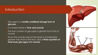 Introduction
 Glycogen is a readily mobilized storage form of
glucose.
❑ It is stored mainly in liver and muscle
❑ The liver content of glycogen is greater than that of
muscle
❑ Since the muscle mass of the body is considerably
greater than that of the liver, about three-quarters of
total body glycogen is in muscle
 