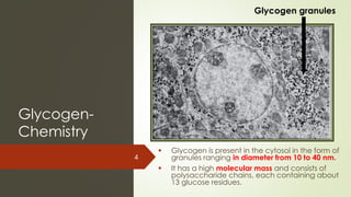 Glycogen-
Chemistry
4
▪ Glycogen is present in the cytosol in the form of
granules ranging in diameter from 10 to 40 nm.
▪ It has a high molecular mass and consists of
polysaccharide chains, each containing about
13 glucose residues.
Glycogen granules
 