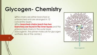 Glycogen- Chemistry
Glycogenin
5
❑The chains are either branched or
unbranched and are arranged in 12
concentric layers.
❑The branched chains (each has two
branches) are found in the inner layers and the
unbranched chains in the outer layer.
(Glycogenin, the primer molecule for glycogen
synthesis, lies at the center.)
 