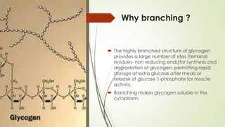 Why branching ?
 The highly branched structure of glycogen
provides a large number of sites (terminal
residues- non reducing ends)for synthesis and
degradation of glycogen, permitting rapid
storage of extra glucose after meals or
release of glucose 1-phosphate for muscle
activity.
 Branching makes glycogen soluble in the
cytoplasm.
 