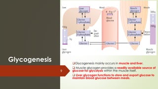 Glycogenesis
9
❑Glycogenesis mainly occurs in muscle and liver.
❑ Muscle glycogen provides a readily available source of
glucose for glycolysis within the muscle itself.
❑ Liver glycogen functions to store and export glucose to
maintain blood glucose between meals.
 