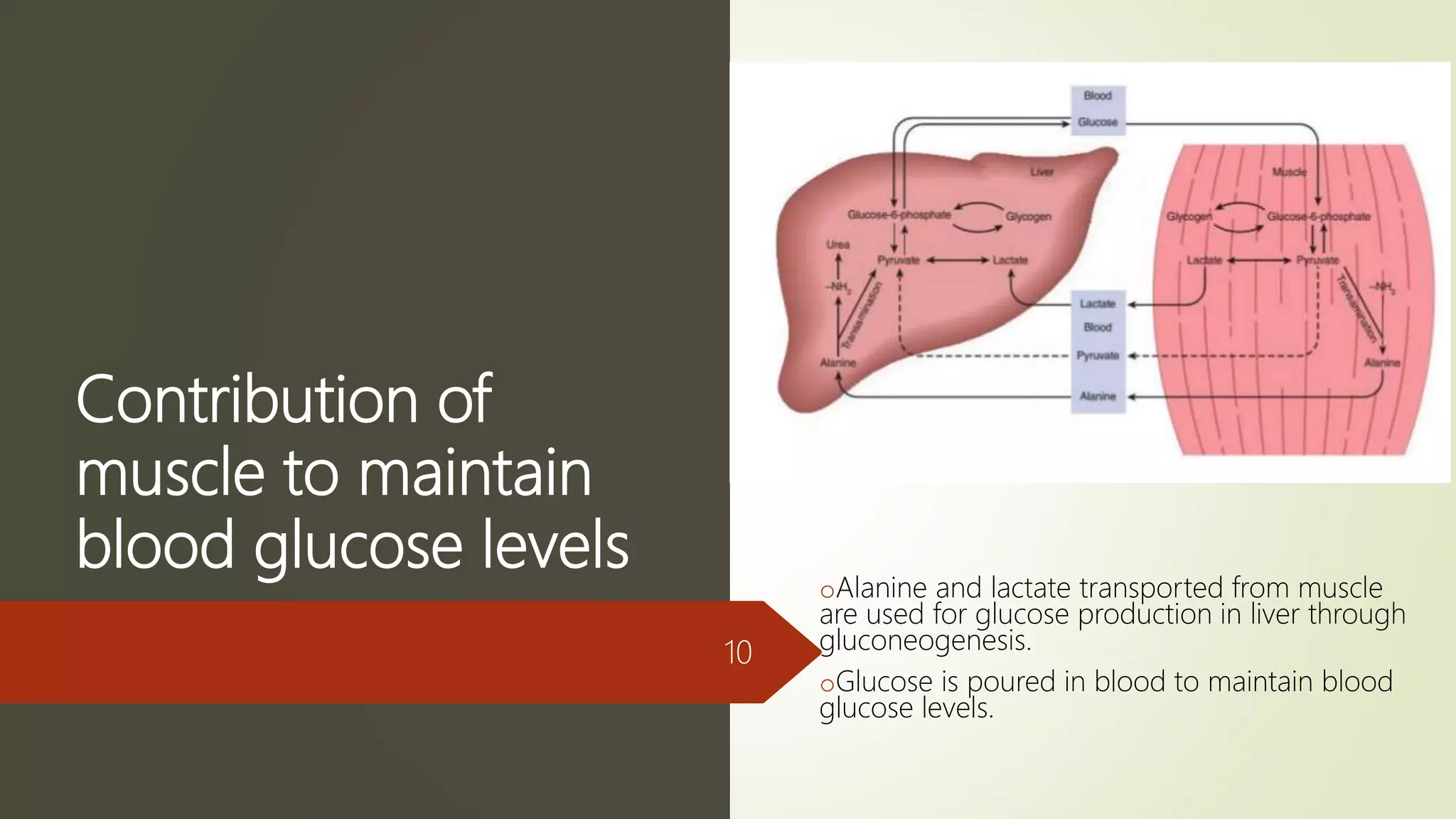 Contribution of
muscle to maintain
blood glucose levels
oAlanine and lactate transported from muscle
are used for glucose production in liver through
gluconeogenesis.
oGlucose is poured in blood to maintain blood
glucose levels.
10
 