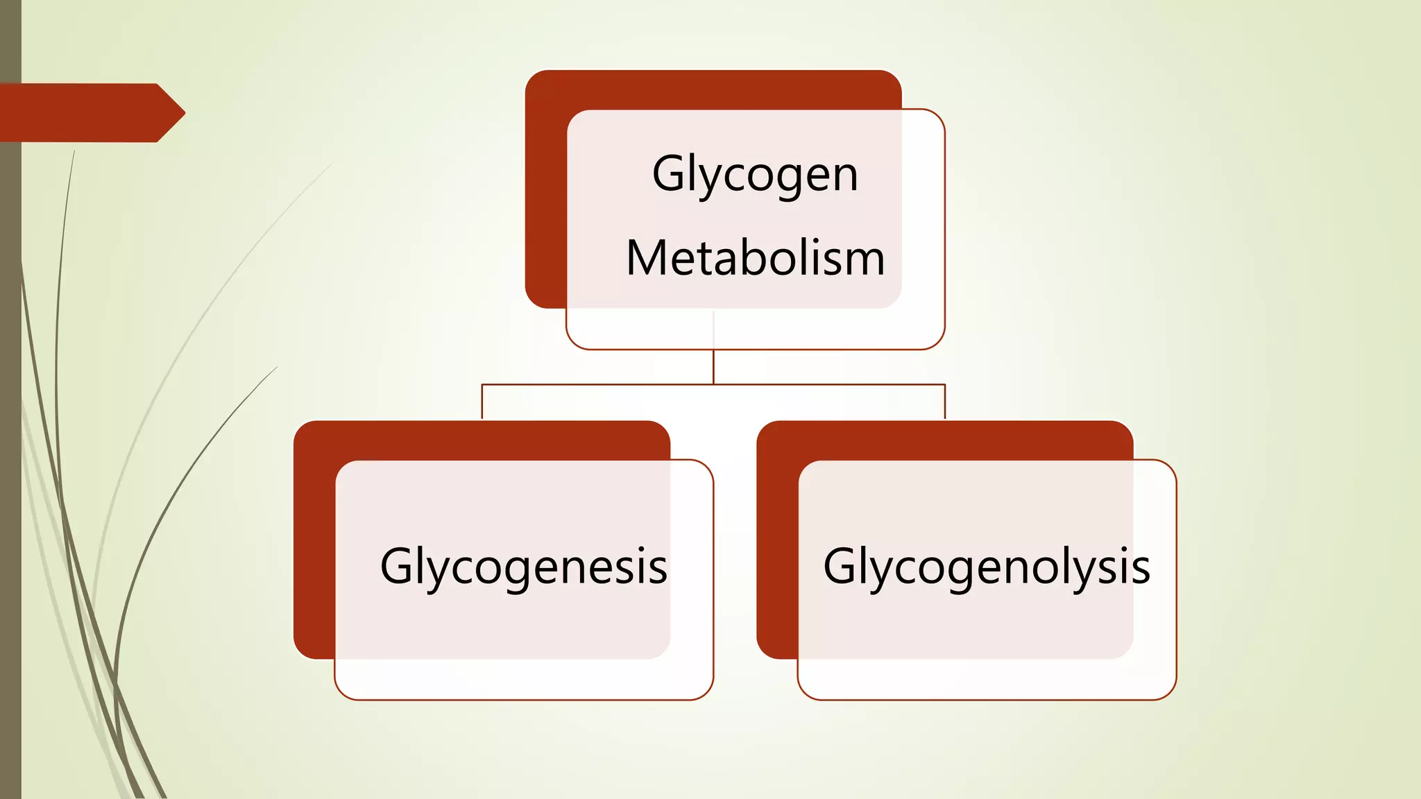 Glycogen
Metabolism
Glycogenesis Glycogenolysis
 