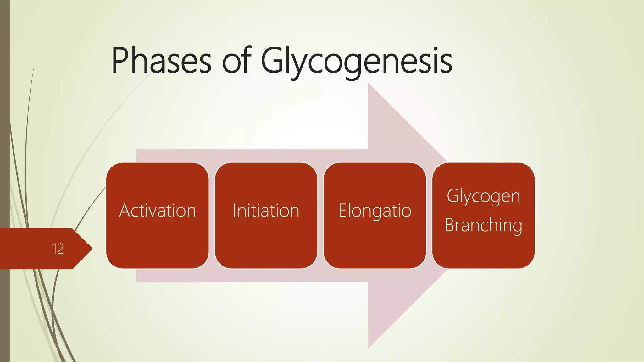 Phases of Glycogenesis
12
Activation Initiation Elongatio
Glycogen
Branching
 