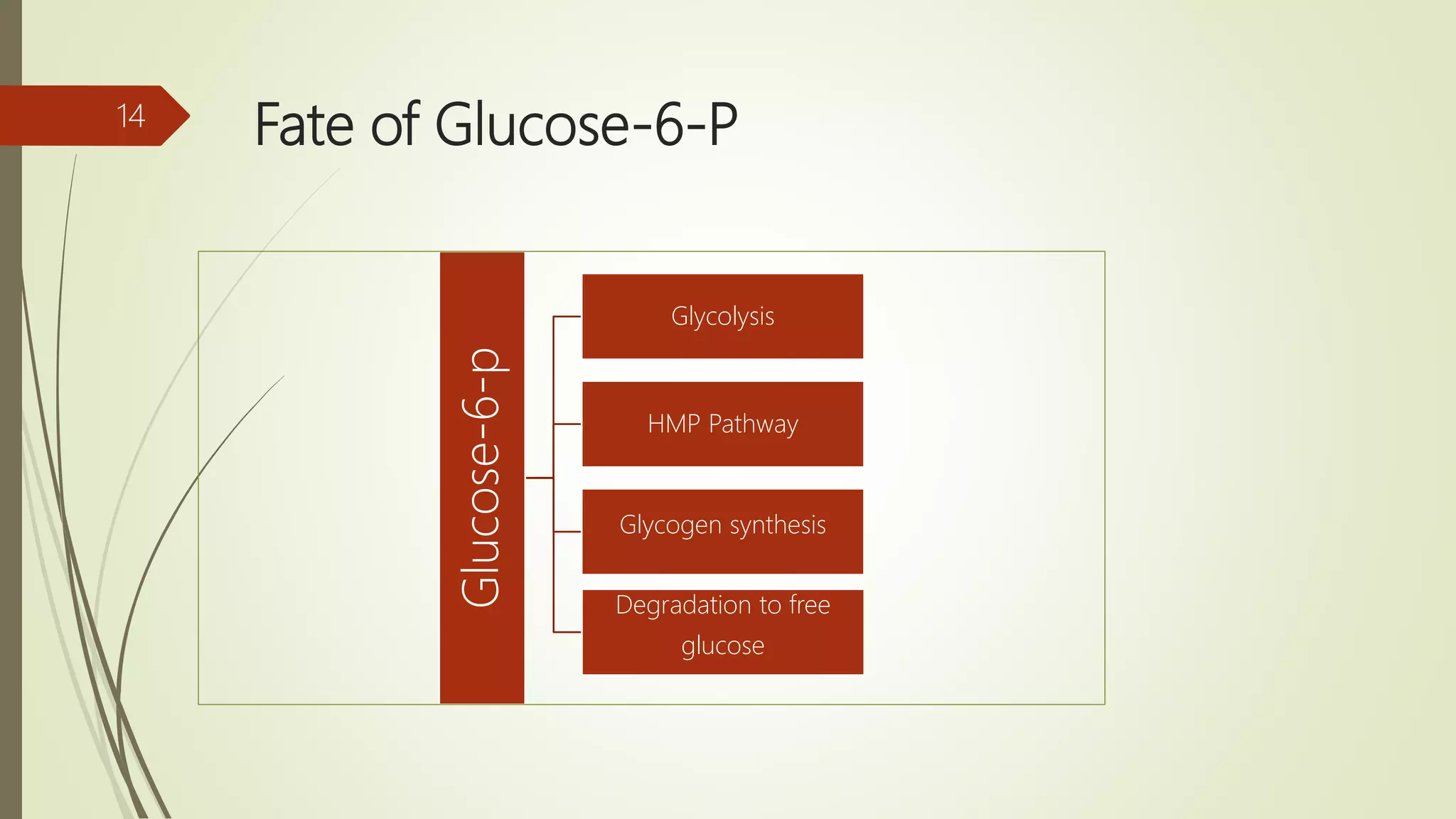 Fate of Glucose-6-P14
Glucose-6-p
Glycolysis
HMP Pathway
Glycogen synthesis
Degradation to free
glucose
 