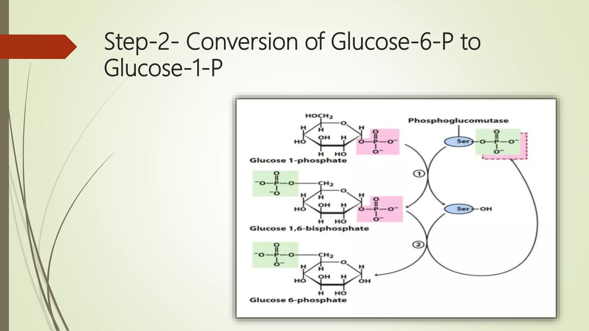 Step-2- Conversion of Glucose-6-P to
Glucose-1-P
 