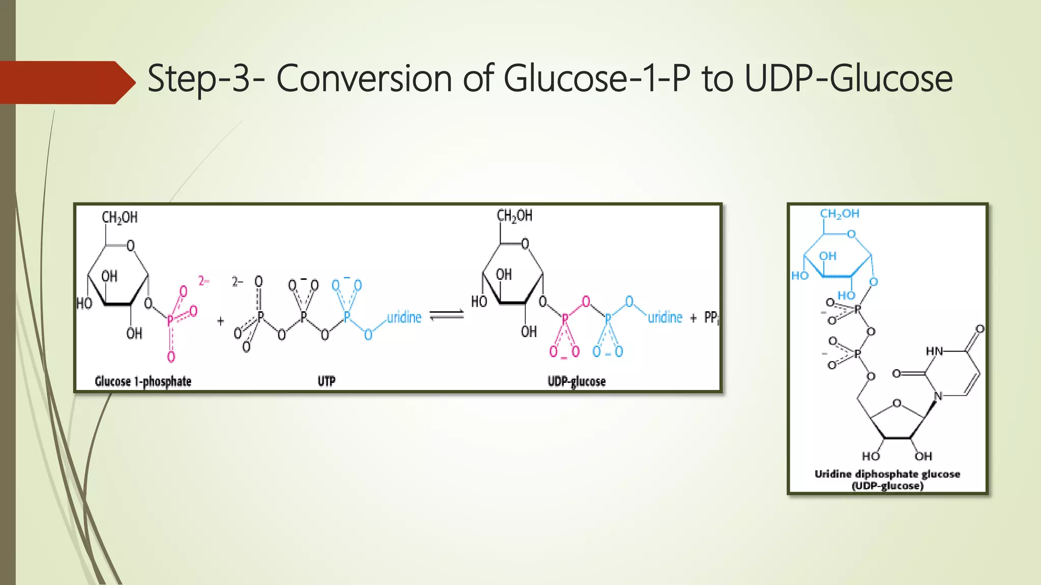 Step-3- Conversion of Glucose-1-P to UDP-Glucose
 