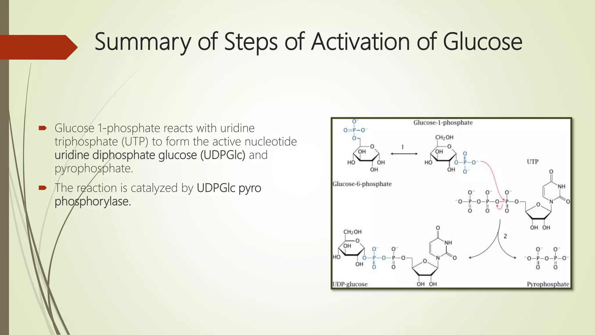Summary of Steps of Activation of Glucose
 Glucose 1-phosphate reacts with uridine
triphosphate (UTP) to form the active nucleotide
uridine diphosphate glucose (UDPGlc) and
pyrophosphate.
 The reaction is catalyzed by UDPGlc pyro
phosphorylase.
 