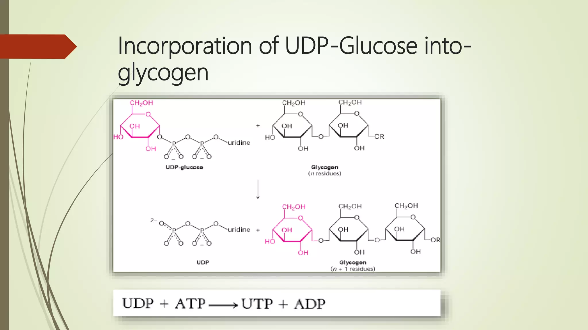 Incorporation of UDP-Glucose into-
glycogen
 