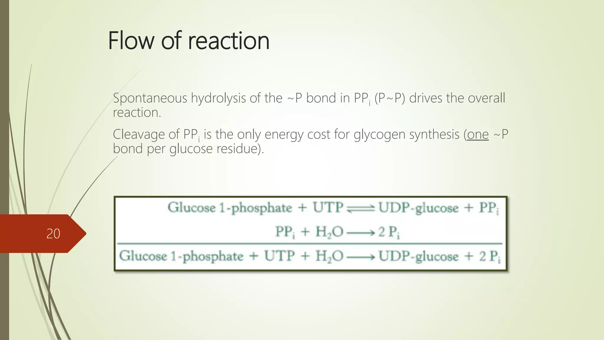 Flow of reaction
Spontaneous hydrolysis of the ~P bond in PPi (P~P) drives the overall
reaction.
Cleavage of PPi is the only energy cost for glycogen synthesis (one ~P
bond per glucose residue).
20
 