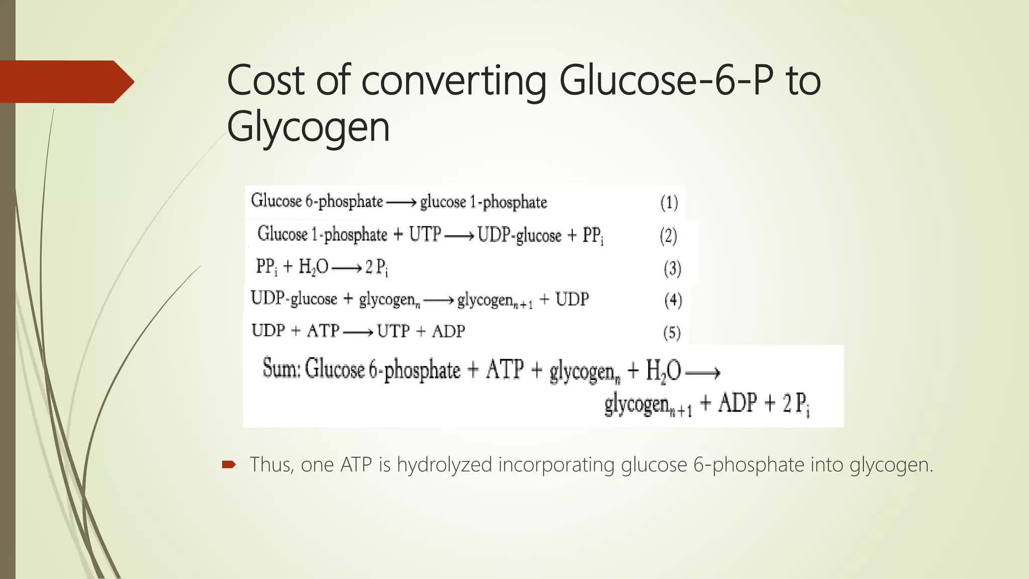 Cost of converting Glucose-6-P to
Glycogen
 Thus, one ATP is hydrolyzed incorporating glucose 6-phosphate into glycogen.
 