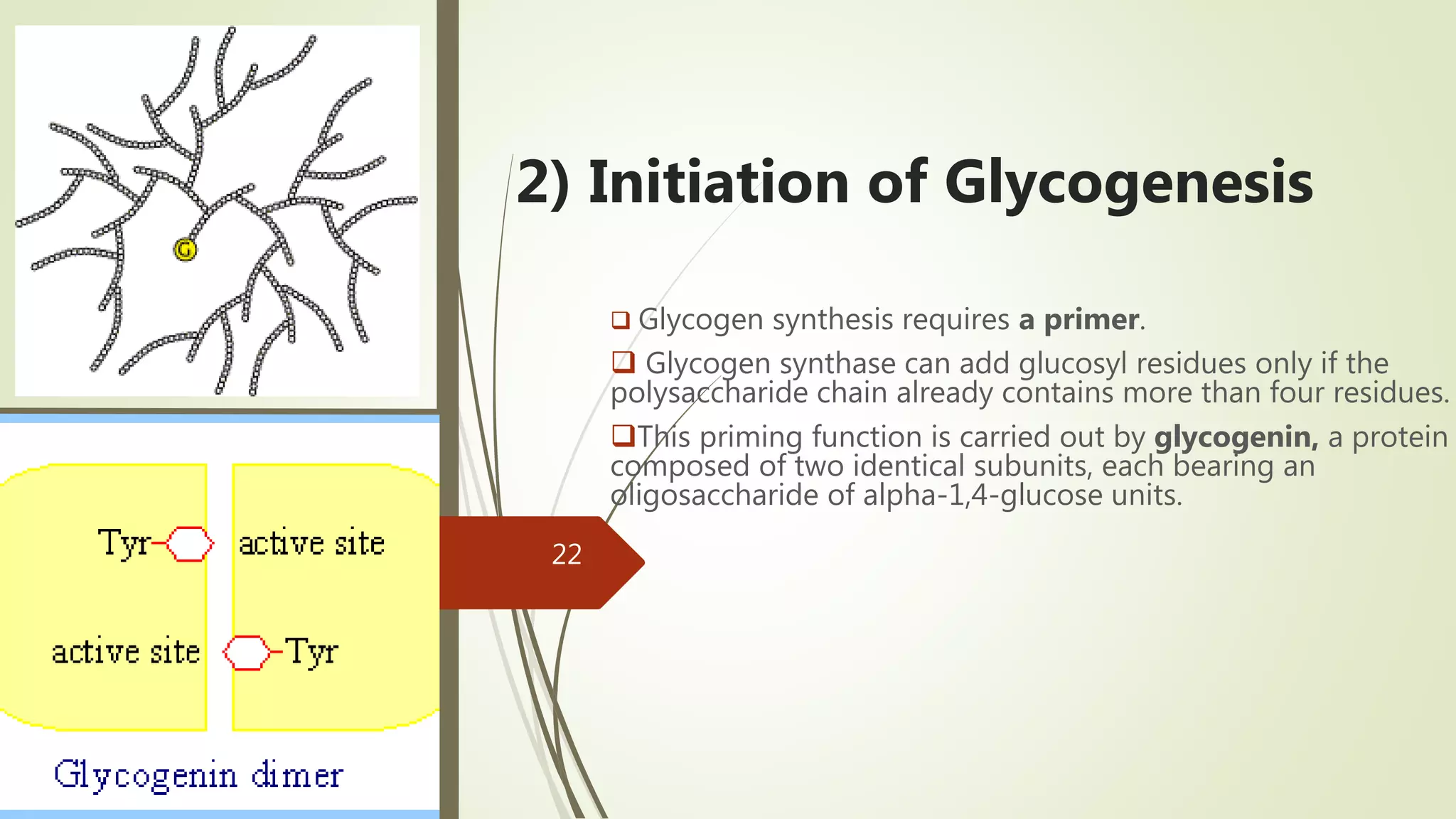2) Initiation of Glycogenesis
 Glycogen synthesis requires a primer.
 Glycogen synthase can add glucosyl residues only if the
polysaccharide chain already contains more than four residues.
This priming function is carried out by glycogenin, a protein
composed of two identical subunits, each bearing an
oligosaccharide of alpha-1,4-glucose units.
22
 