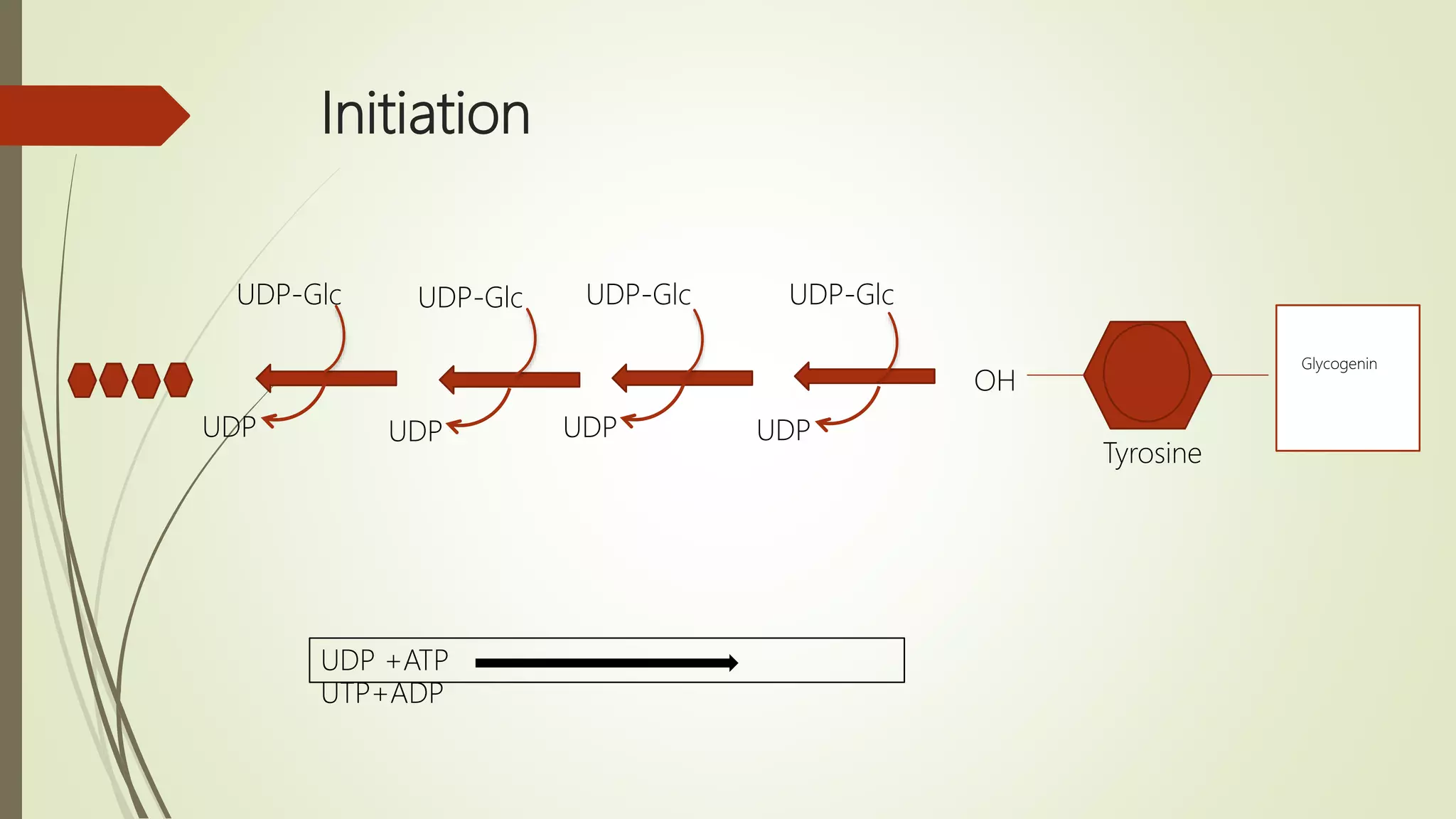 Initiation
OH
UDP UDP UDP UDP
UDP-GlcUDP-Glc UDP-GlcUDP-Glc
Glycogenin
Tyrosine
UDP +ATP
UTP+ADP
 
