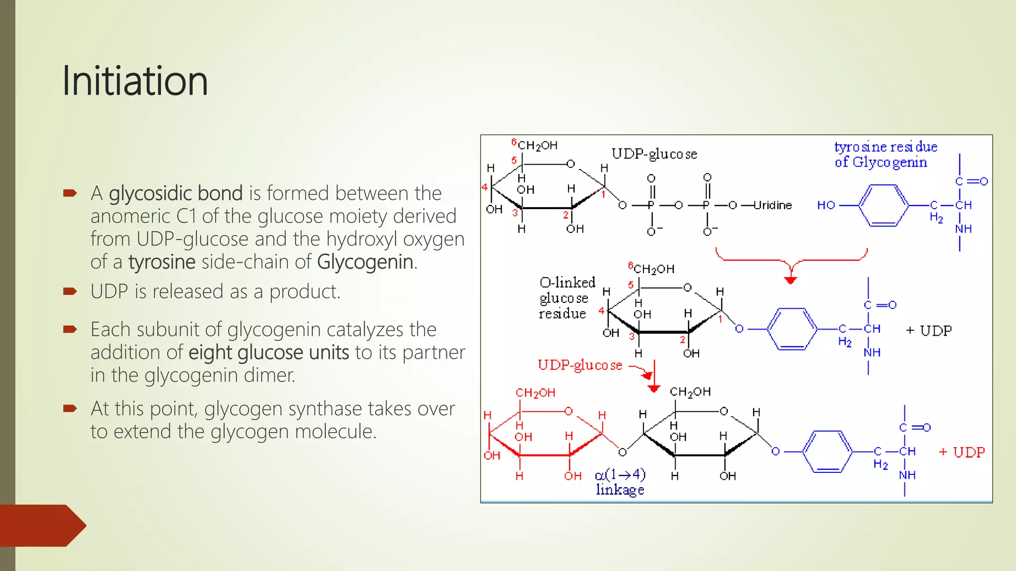 Initiation
 A glycosidic bond is formed between the
anomeric C1 of the glucose moiety derived
from UDP-glucose and the hydroxyl oxygen
of a tyrosine side-chain of Glycogenin.
 UDP is released as a product.
 Each subunit of glycogenin catalyzes the
addition of eight glucose units to its partner
in the glycogenin dimer.
 At this point, glycogen synthase takes over
to extend the glycogen molecule.
 