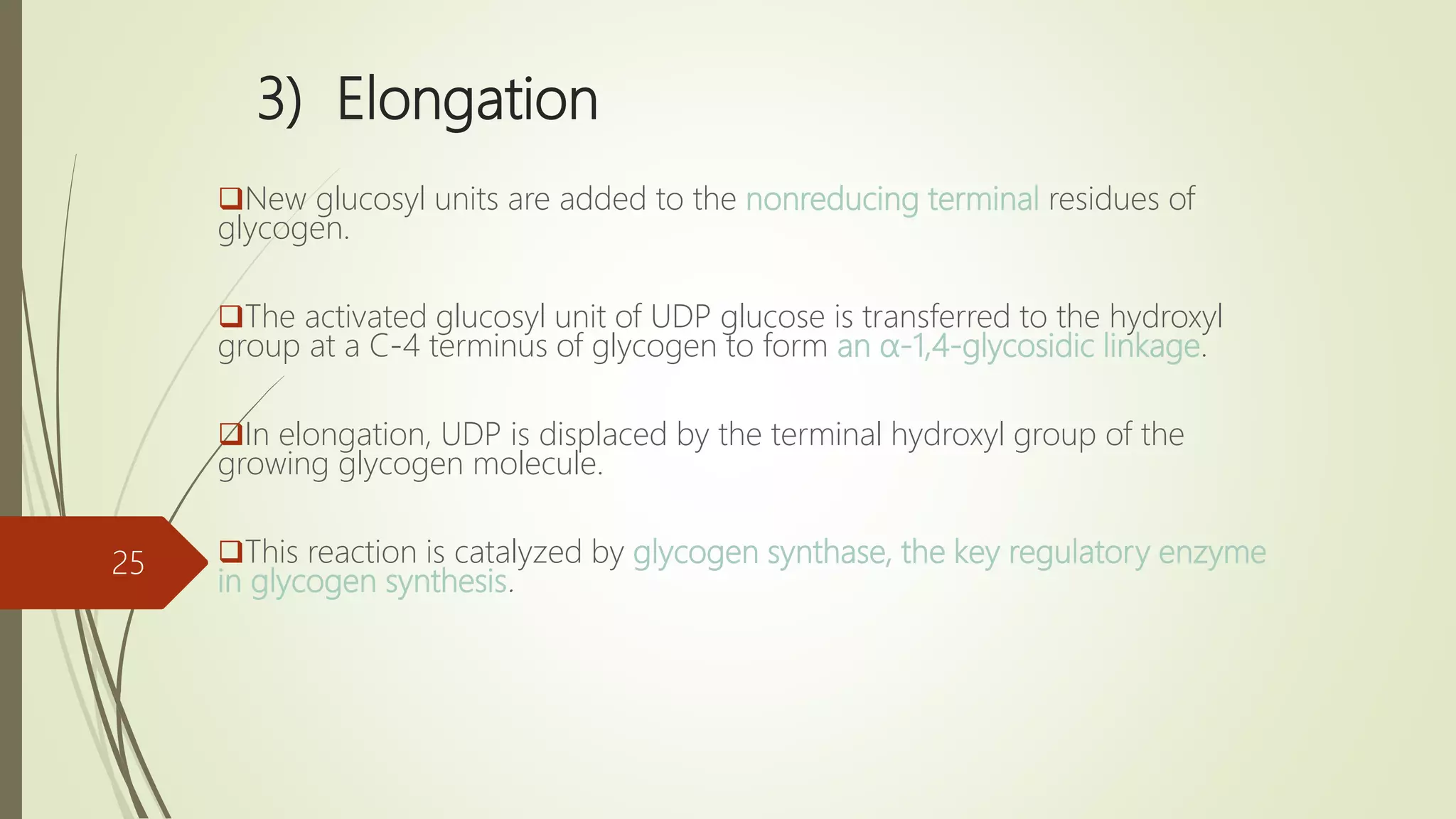 3) Elongation
New glucosyl units are added to the nonreducing terminal residues of
glycogen.
The activated glucosyl unit of UDP glucose is transferred to the hydroxyl
group at a C-4 terminus of glycogen to form an α-1,4-glycosidic linkage.
In elongation, UDP is displaced by the terminal hydroxyl group of the
growing glycogen molecule.
This reaction is catalyzed by glycogen synthase, the key regulatory enzyme
in glycogen synthesis.
25
 