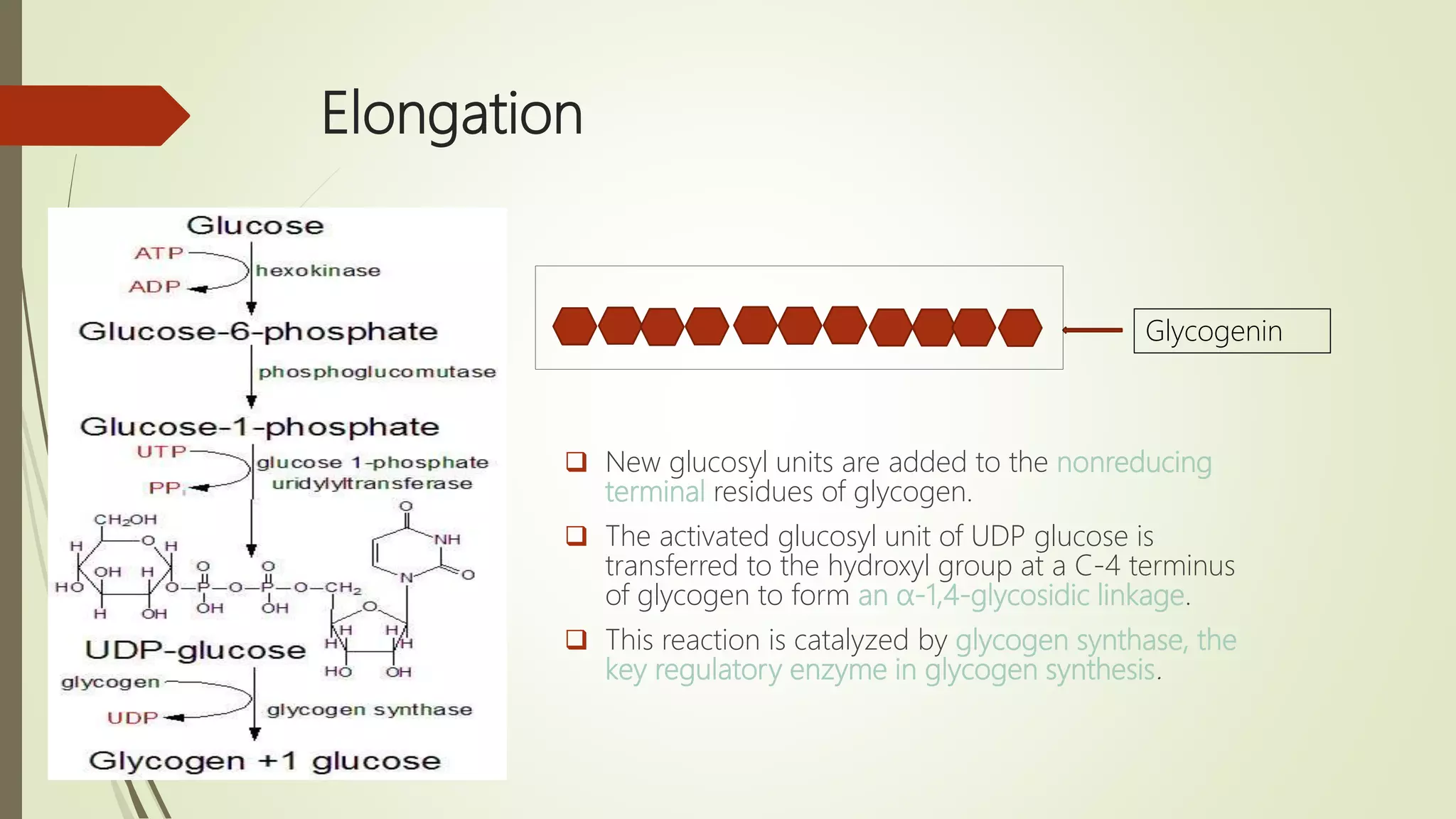 Elongation
Glycogenin
 New glucosyl units are added to the nonreducing
terminal residues of glycogen.
 The activated glucosyl unit of UDP glucose is
transferred to the hydroxyl group at a C-4 terminus
of glycogen to form an α-1,4-glycosidic linkage.
 This reaction is catalyzed by glycogen synthase, the
key regulatory enzyme in glycogen synthesis.
 