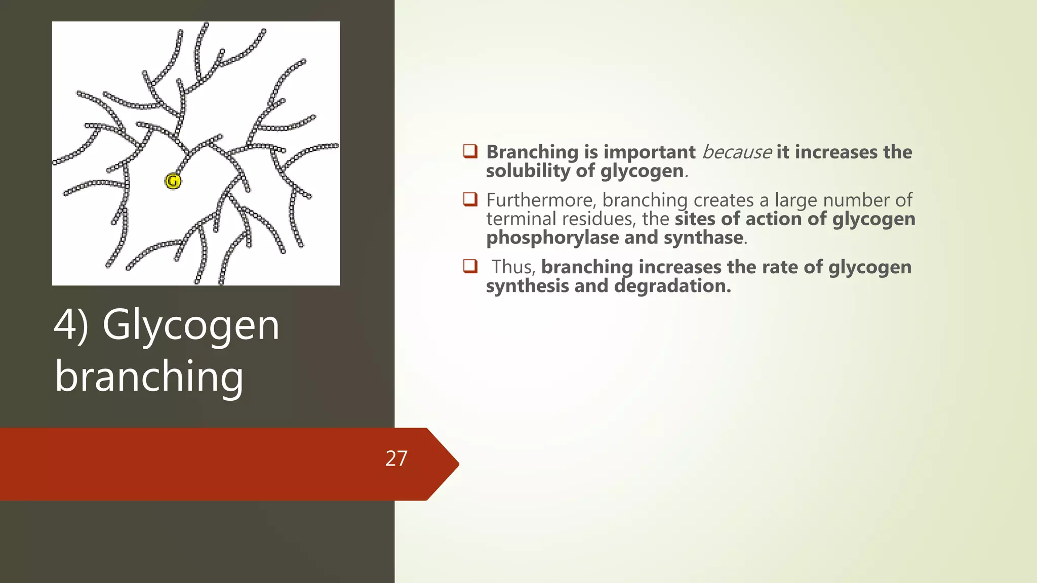 4) Glycogen
branching
 Branching is important because it increases the
solubility of glycogen.
 Furthermore, branching creates a large number of
terminal residues, the sites of action of glycogen
phosphorylase and synthase.
 Thus, branching increases the rate of glycogen
synthesis and degradation.
27
 