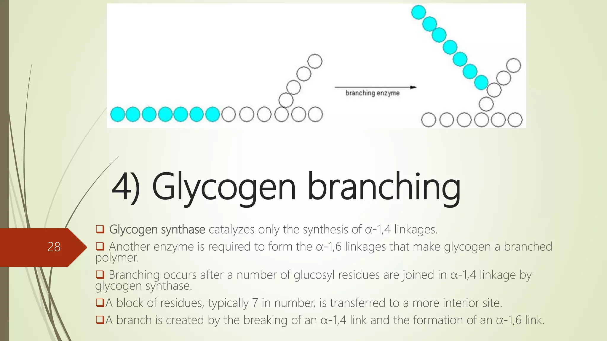 4) Glycogen branching
 Glycogen synthase catalyzes only the synthesis of α-1,4 linkages.
 Another enzyme is required to form the α-1,6 linkages that make glycogen a branched
polymer.
 Branching occurs after a number of glucosyl residues are joined in α-1,4 linkage by
glycogen synthase.
A block of residues, typically 7 in number, is transferred to a more interior site.
A branch is created by the breaking of an α-1,4 link and the formation of an α-1,6 link.
28
 