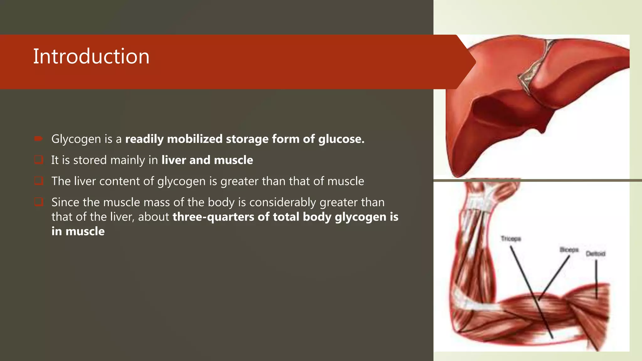 Introduction
 Glycogen is a readily mobilized storage form of glucose.
 It is stored mainly in liver and muscle
 The liver content of glycogen is greater than that of muscle
 Since the muscle mass of the body is considerably greater than
that of the liver, about three-quarters of total body glycogen is
in muscle
 